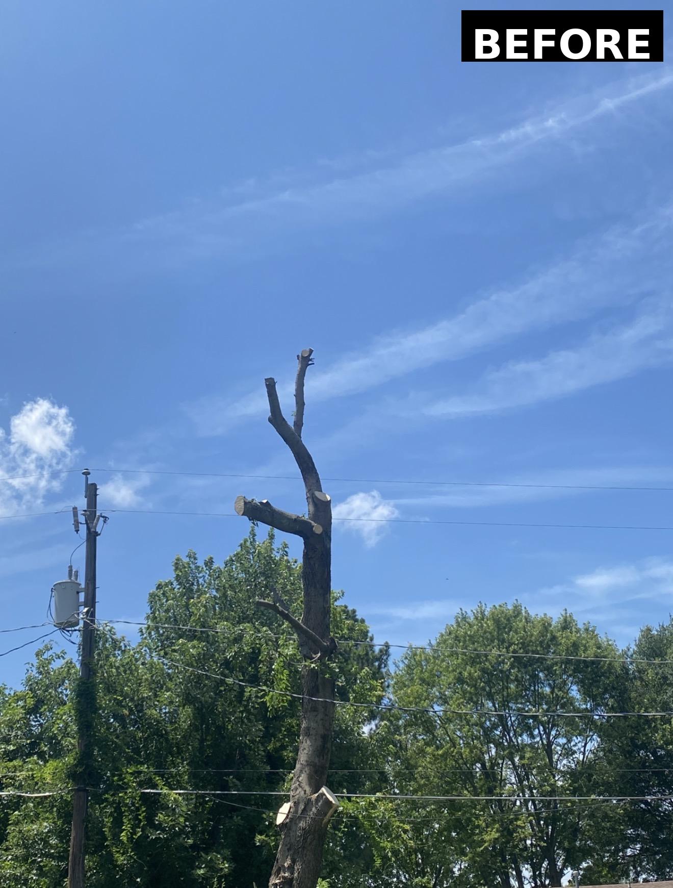 Tree Trimming Before