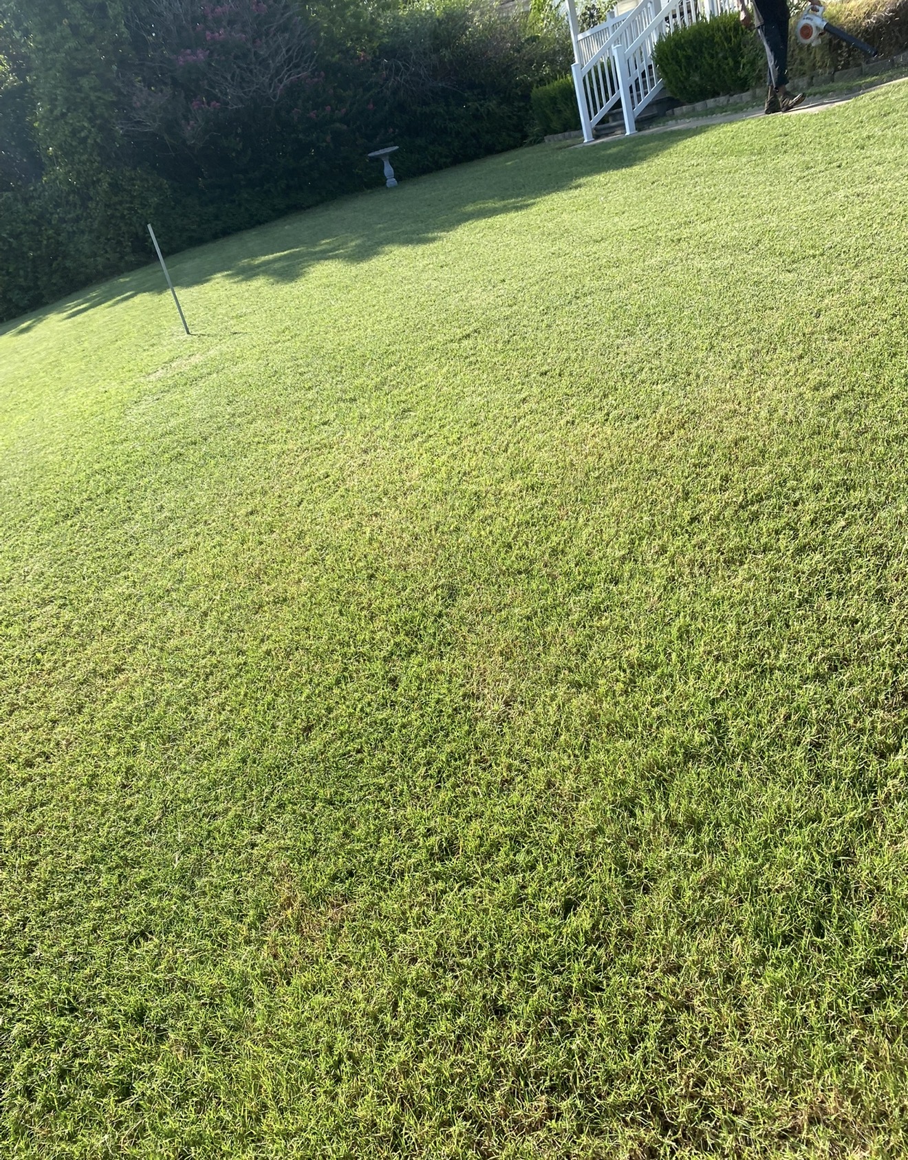 Beautiful Lawn Stripes